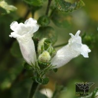 Strobilanthes anceps Nees